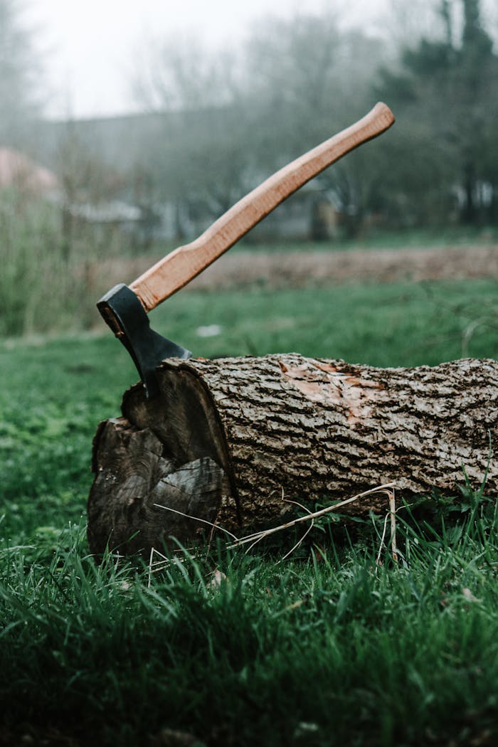 Close-up of an axe stuck in a tree trunk on a grassy field, symbolizing rural life and tools.