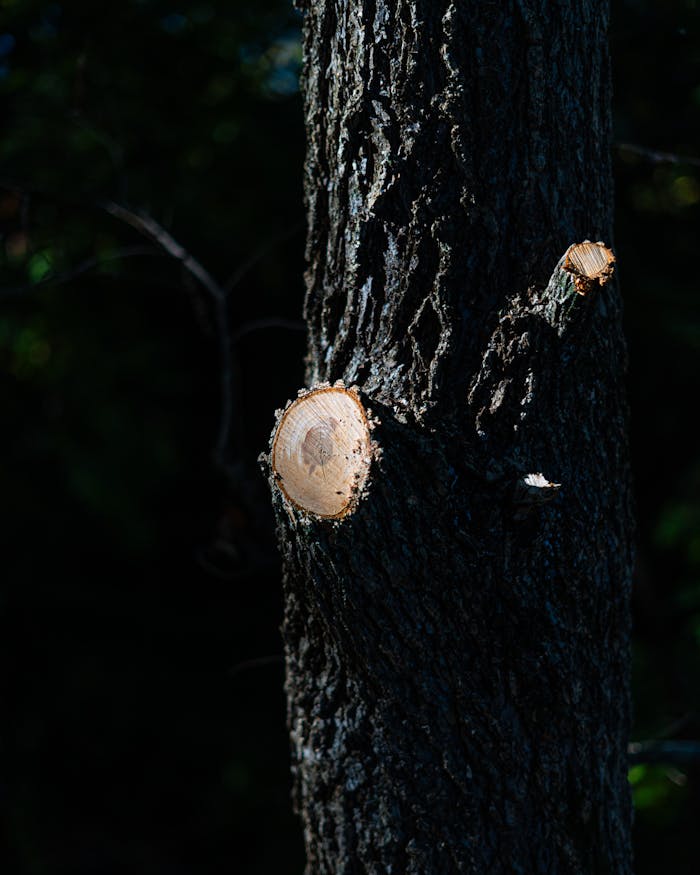 A detailed view of a freshly pruned tree branch in a dimly lit forest setting, Nashville, TN.