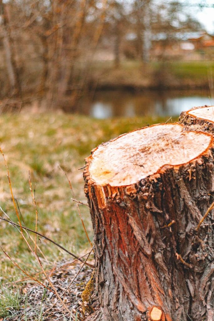 Close-up of a tree stump in a serene forest setting by a river during autumn.