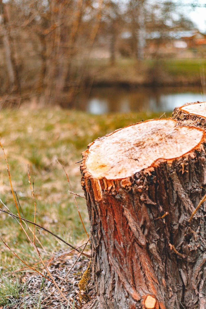 Close-up of a tree stump in a serene forest setting by a river during autumn.