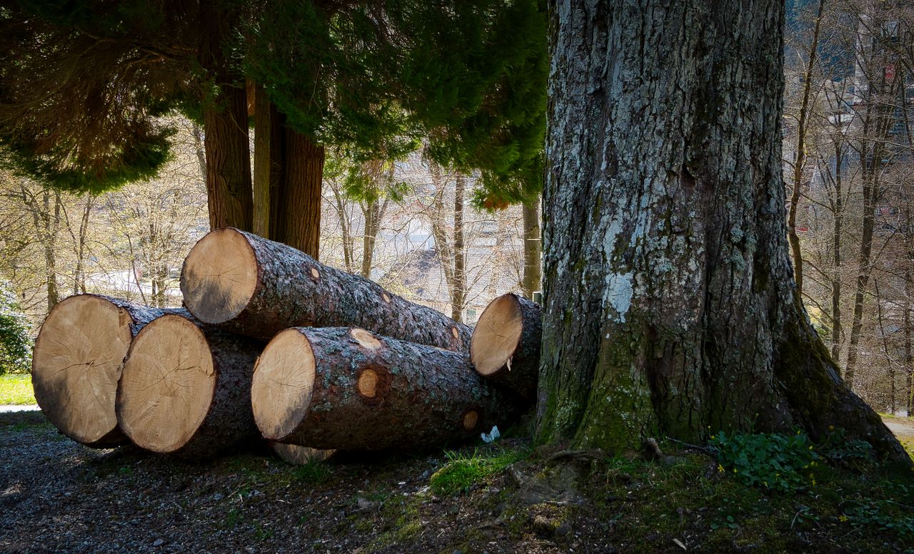 heros-img Freshly cut tree logs resting under trees in a serene forest setting. Ideal for nature-related themes.