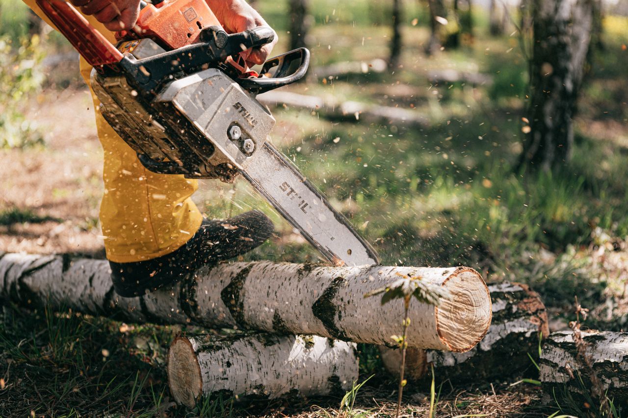 about-us Lumberjack in action cutting birch logs with a chainsaw in a forest setting.